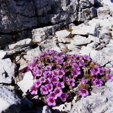 Flora_Alpina_quadrato.jpg